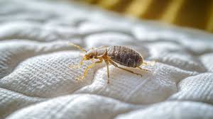 Bedbug Image 2